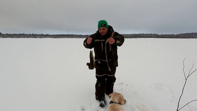Рыбалка на налима / Не смотря на снег и ветер мы рыбачим на налима / А мы опять с уловом