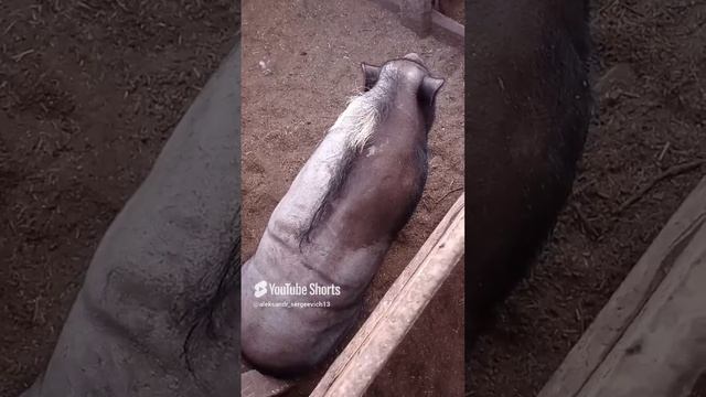 Кабан наш с ирокезом