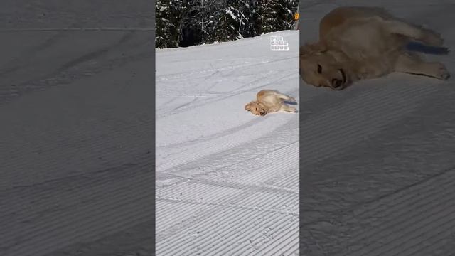 Странные вещи, которые делают наши питомцы.