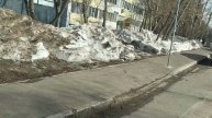 Древесные растения неудовлетворительного вида попавшие при укладке тротуара под погрузчик удаляются