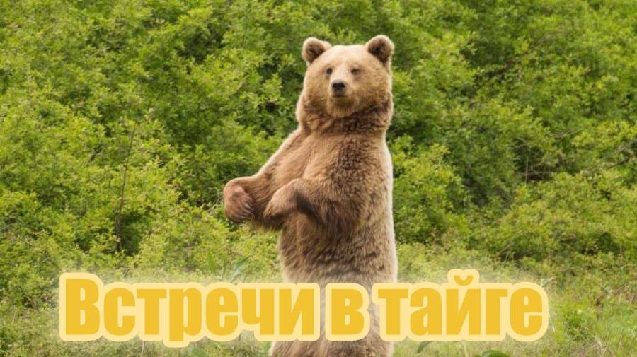 Встречи в тайге