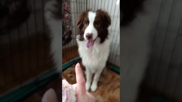 Дружные погрызушки или как избежать пищевой агрессии