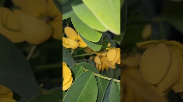 Yellow Flowers | Christmas Senna | Easter Cassia