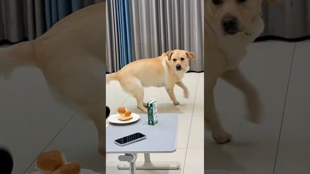 Собака выбрала свое😎
