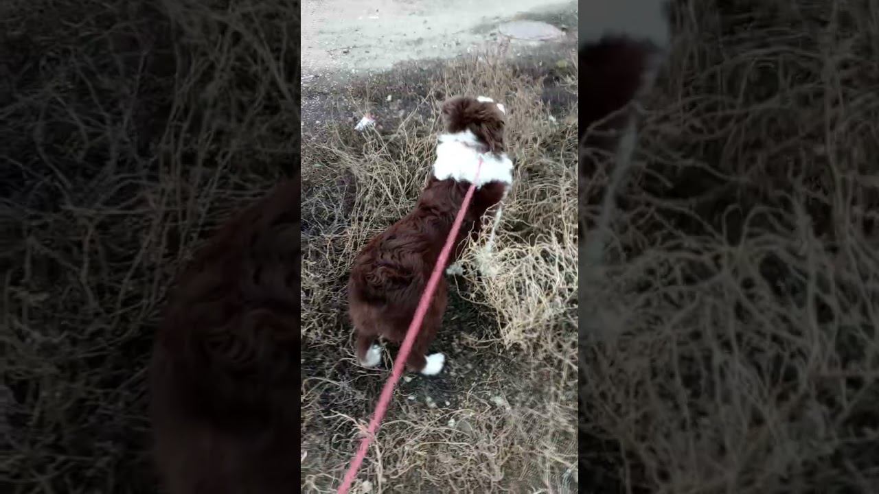 Собака воет/лает, оставшись одна...