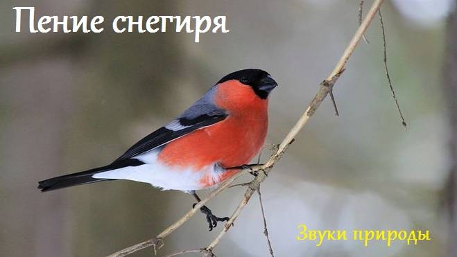 Звук пения снегиря. Звуки природы.