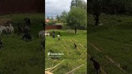 Стадо коз хоть и небольшое, но выедает пространство очень быстро