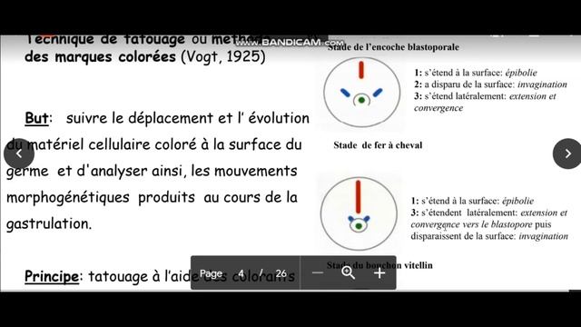biologie animale :La gastrulation partie 1