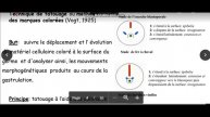 biologie animale :La gastrulation partie 1