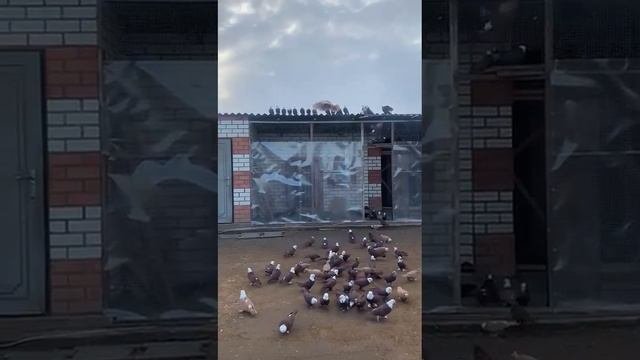 Благодарненские голуби