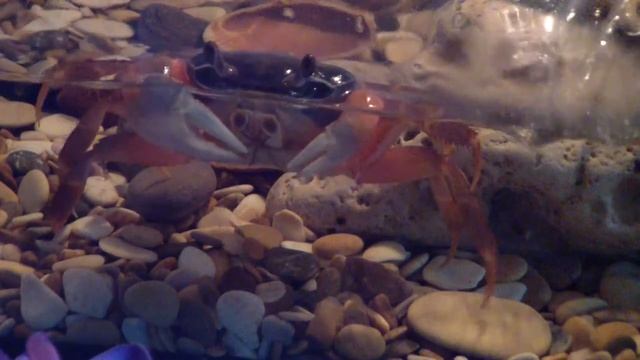 Содержание и кормление радужного краба. Коротко об основном.