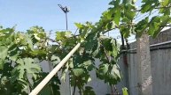 Как сформировать виноградный куст на НИЗКОЙ шпалере, чтобы получить отличный урожай.