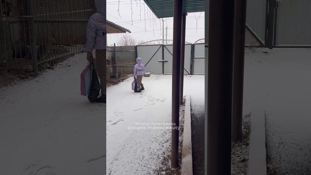Варим голову коровы
