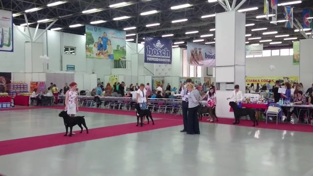 Цациб_Кобели-юниоры_С.Фалетти_Тюмень_04.05.2015_ч2