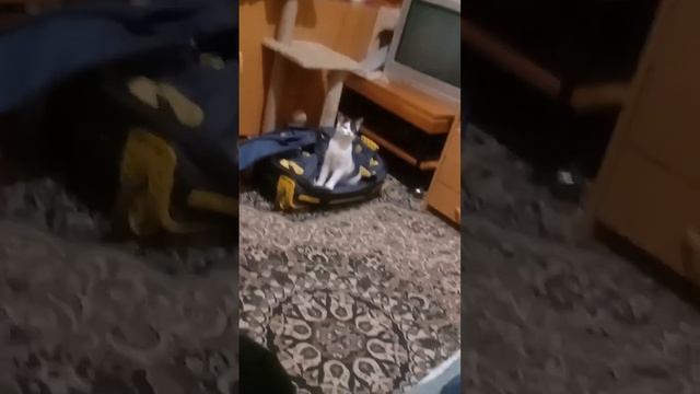 И что это такое появилось у моей когтеточки_ ;-)