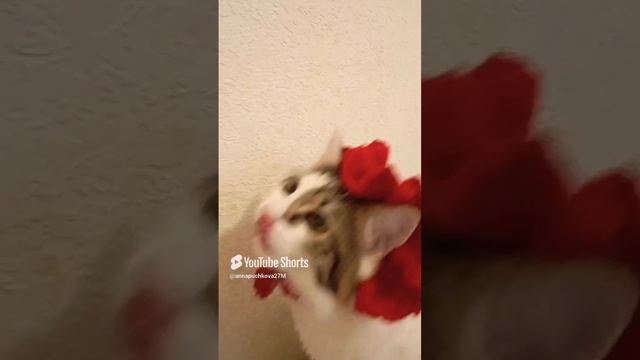 За вкусняшки -Да!