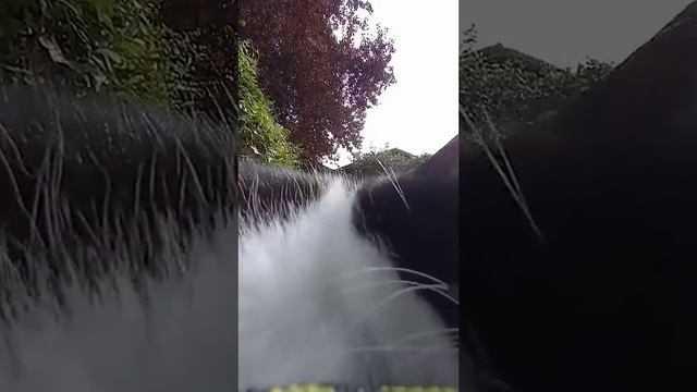 Самый бдительный пограничник