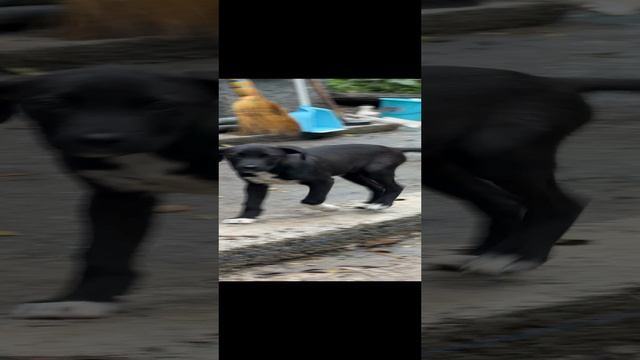Малыш Кид!