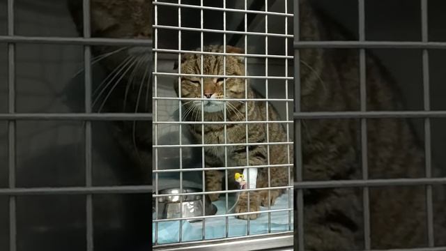 Самостоятельное лечение отита у кота (часть 2)