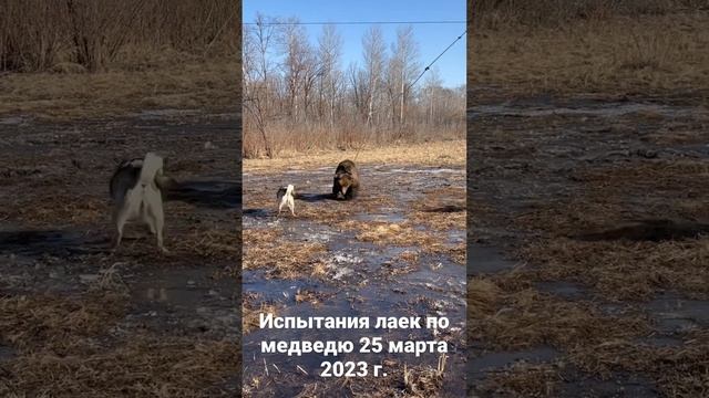 Испытания лаек по медведю