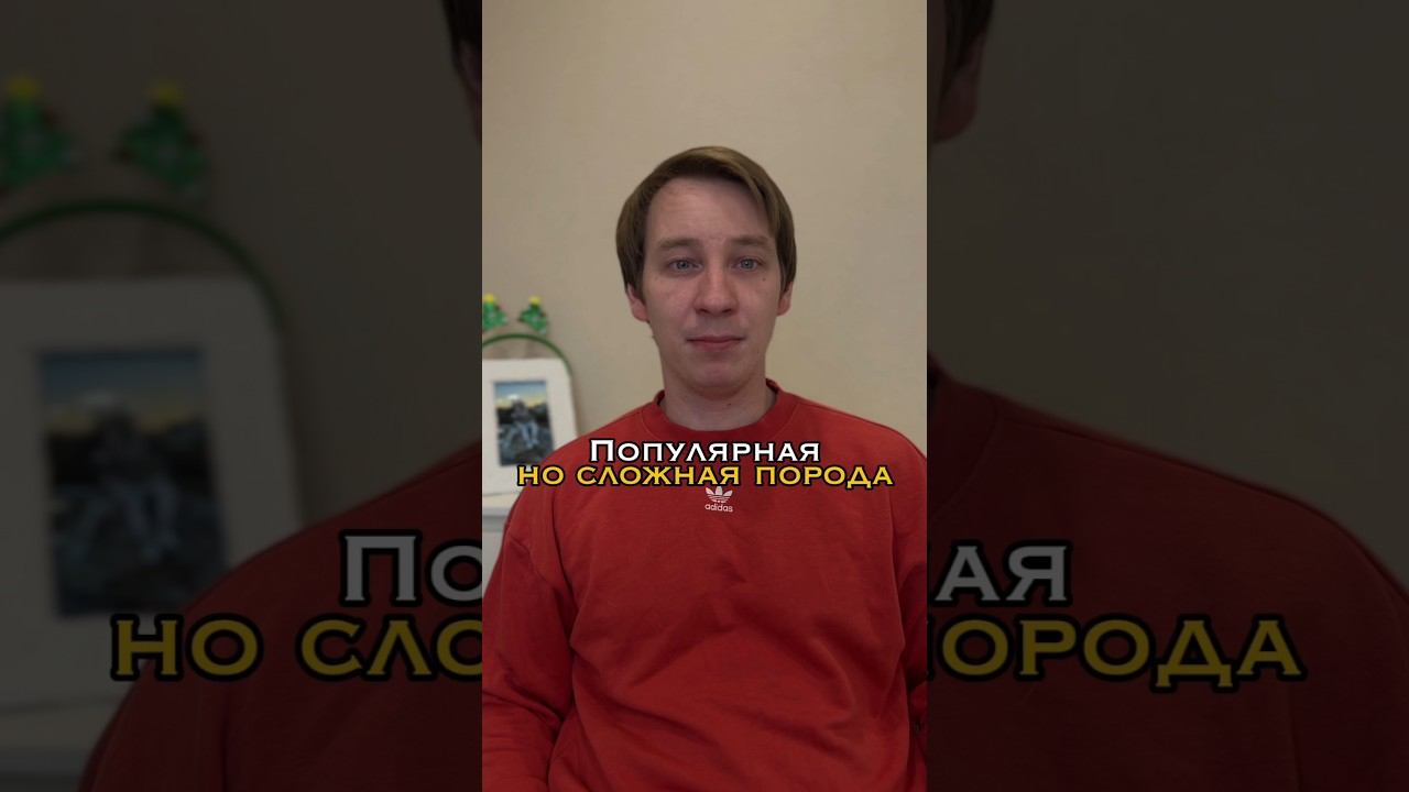 Больше о воспитании собак у нас на канале