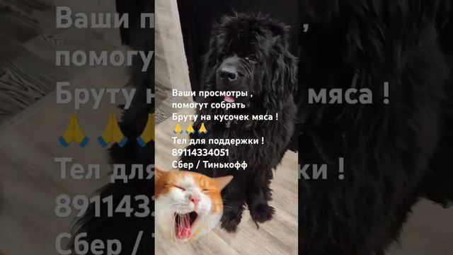 ПОМОГИТЕ ПОЖАЛУЙСТА 12 ХВОСТИКОВ