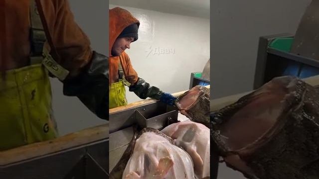 ! Двач @dvachannel @rand2ch @ru2ch_ban (11).mp4