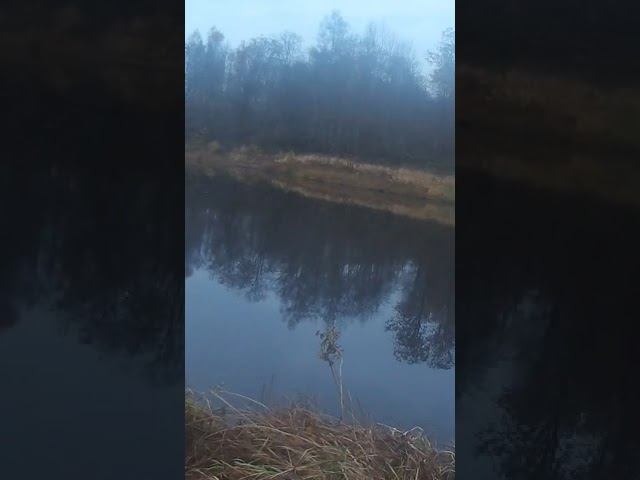 Ждём рыбу!