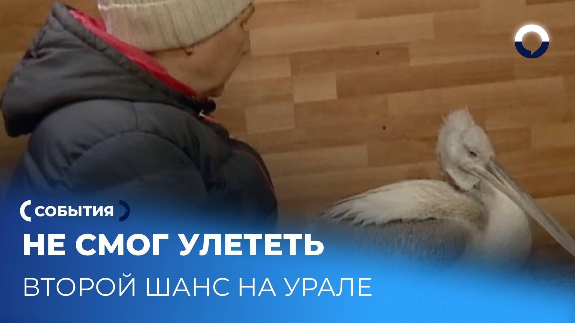 Пеликан Вася: тяжелые испытания и второй шанс на Урале