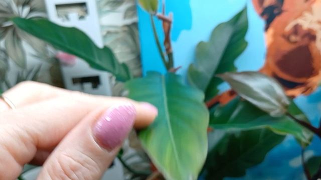 Комнатные растения☘️🌿🍀
Продолжаем гулять по полочкам🪴☀️🌸
