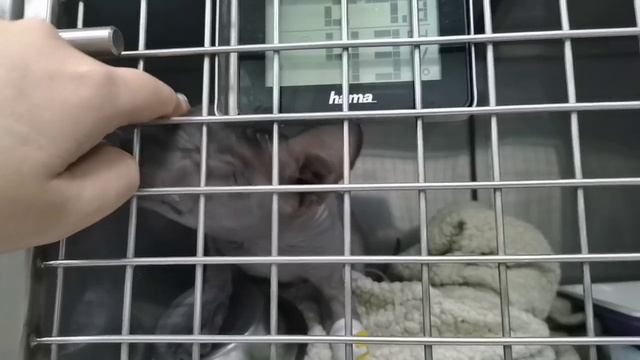 Кусочек нашей работы из стационара!