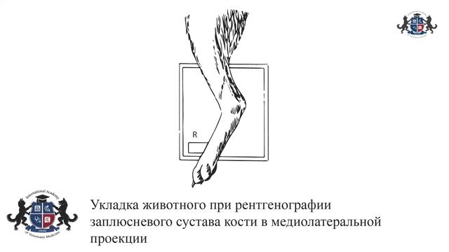 Урок 21. Укладка животного при рентгенографии пояса задних конечностей. Скакательный сустав