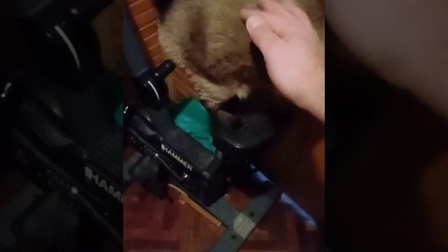 Любимая кошка