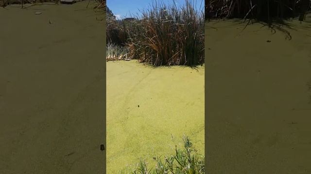 Planta acuática: Importante alimento de la fauna acuática