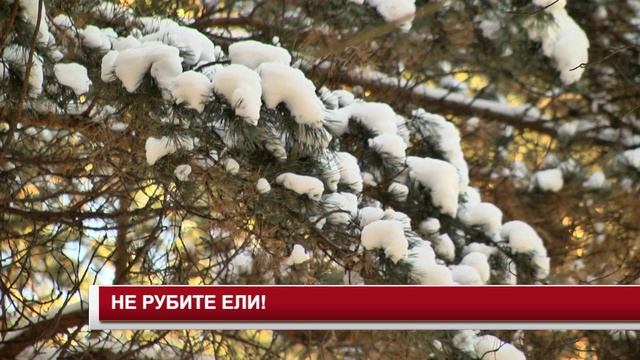 НЕ РУБИТЕ ЕЛИ!