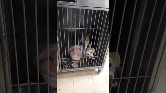 Бешенство у собаки!!!