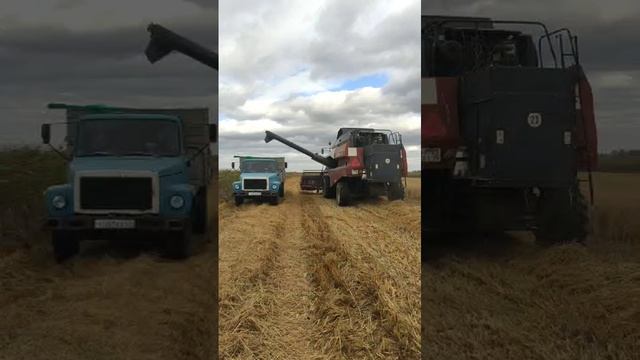 Оказываем услуги по уборке урожая риса