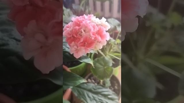 Мои пеларгонии🥰 🥰🥰❤