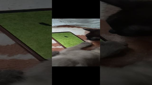 Котёнок породы Тонкинез
