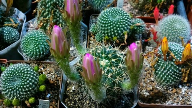 Echinopsis obrepanda