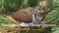 Кукушка кукует. Пение кукушки. Атмосферные звуки природы.