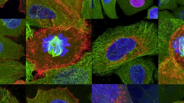Deep inside cells secrets