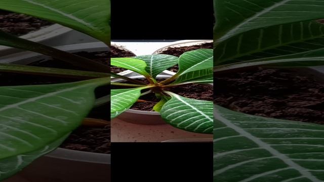 молочай беложильчатый 🌱🍃