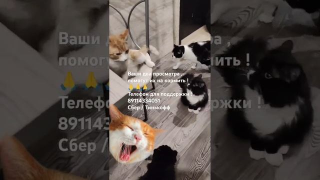 ПОМОГИТЕ ПОЖАЛУЙСТА 12 ХВОСТИКОВ