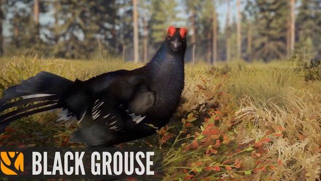 NEW FOOTAGE of the BLACK GROUSE!! Revontuli Coast - theHunter Call of the Wild