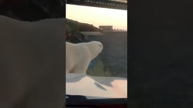 БЕЛЫЙ МЕДВЕДЬ Крайний Север