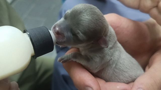 Новорожденный щенок чихуахуа.