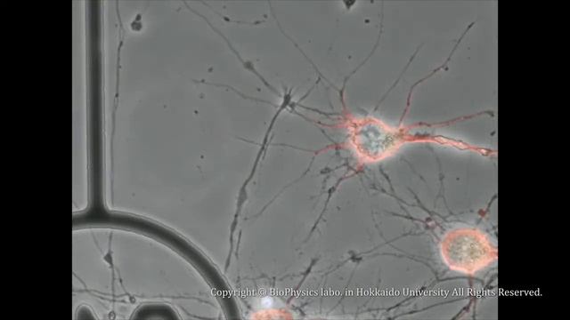 Correlative Imaging of Optical and Electron Microscopes