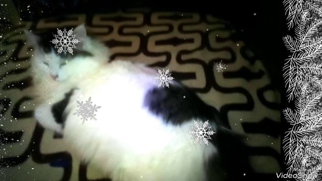 Мариуполь ⛵ МОИ КОШЕЧКИ 🐈😘 вечер🌌🍵🖥️, среда 11.12.2024☔+6