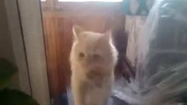 Funny cat